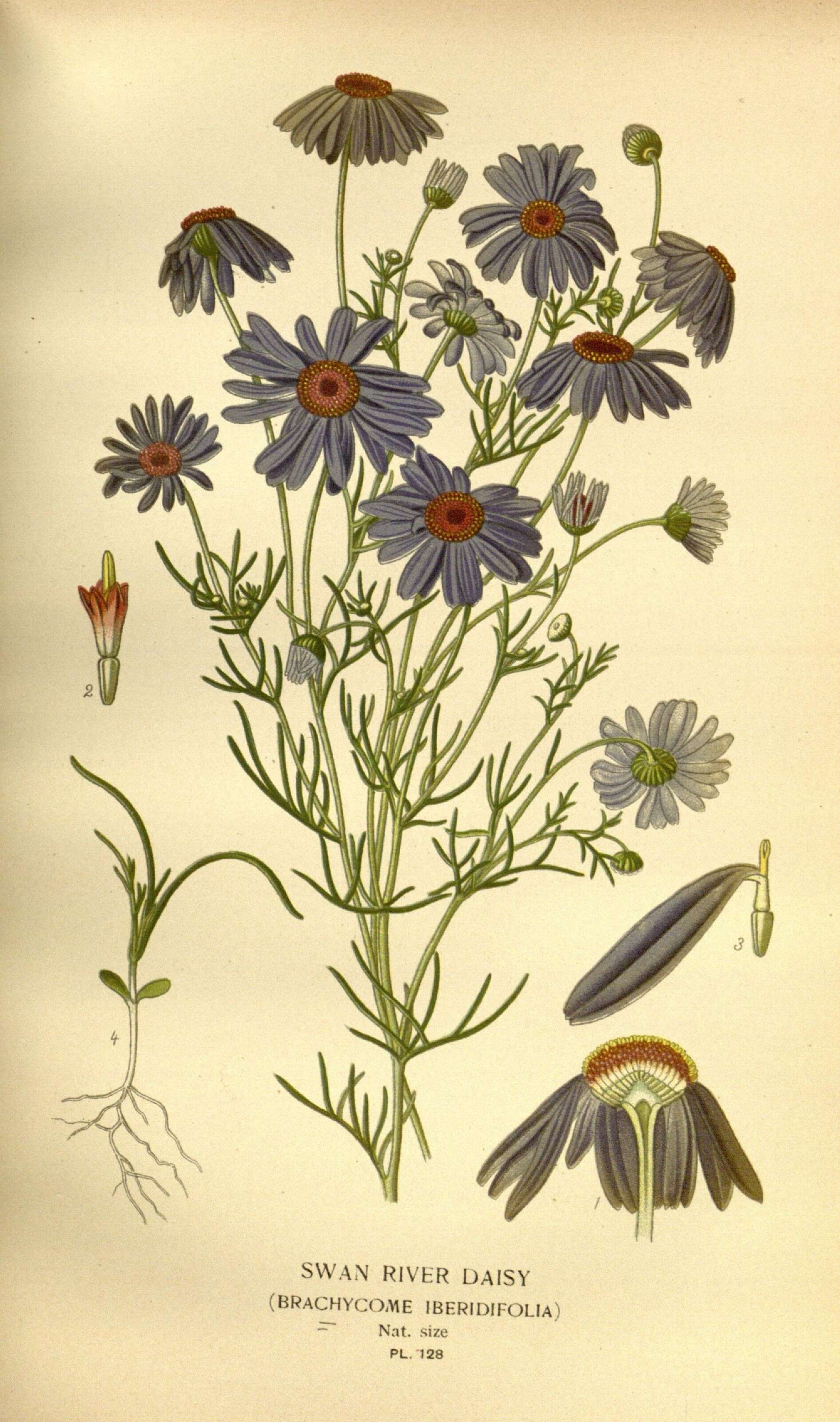 Image of Brachyscome iberidifolia Benth.