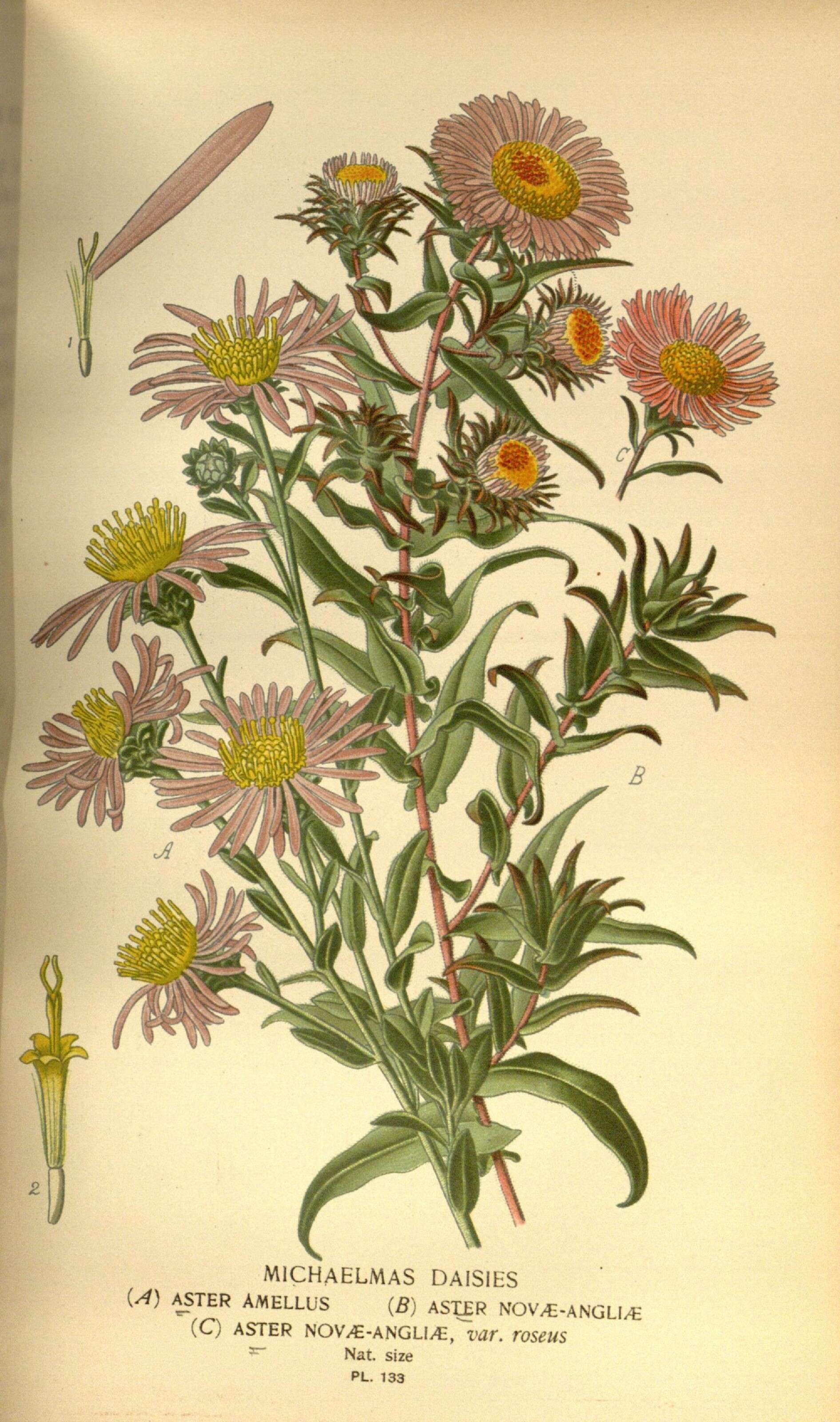 Image of European Michaelmas-daisy