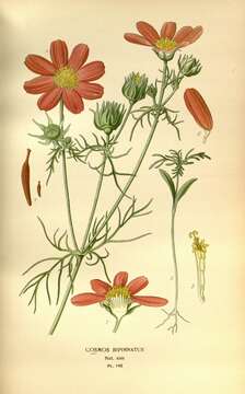 Image of garden cosmos