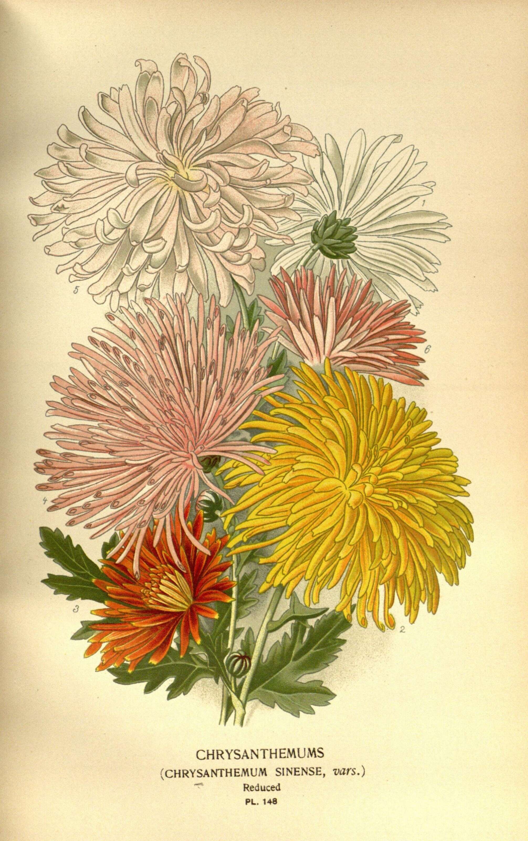 Sivun Chrysanthemum morifolium Ramat. kuva