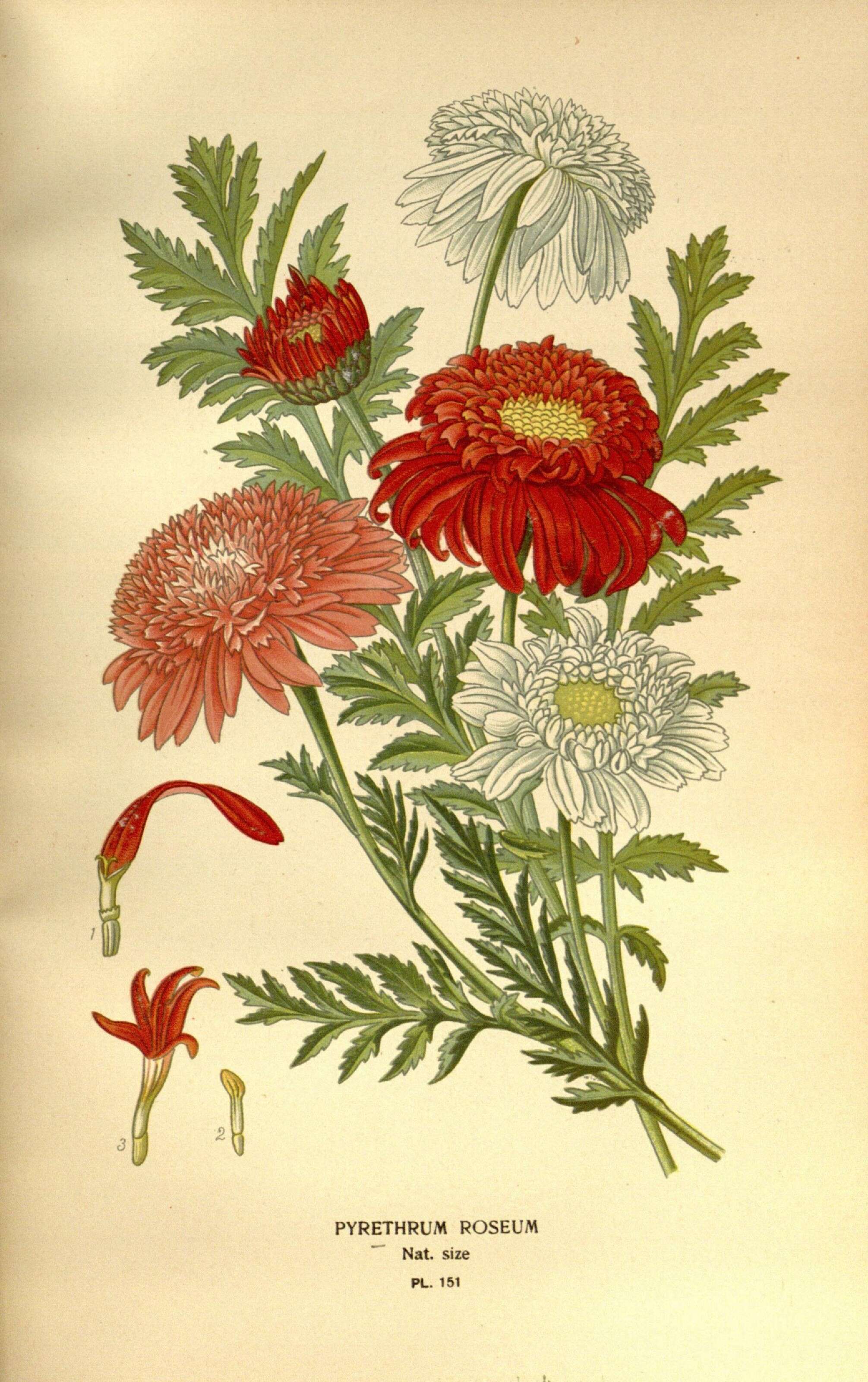Image of pyrethum daisy