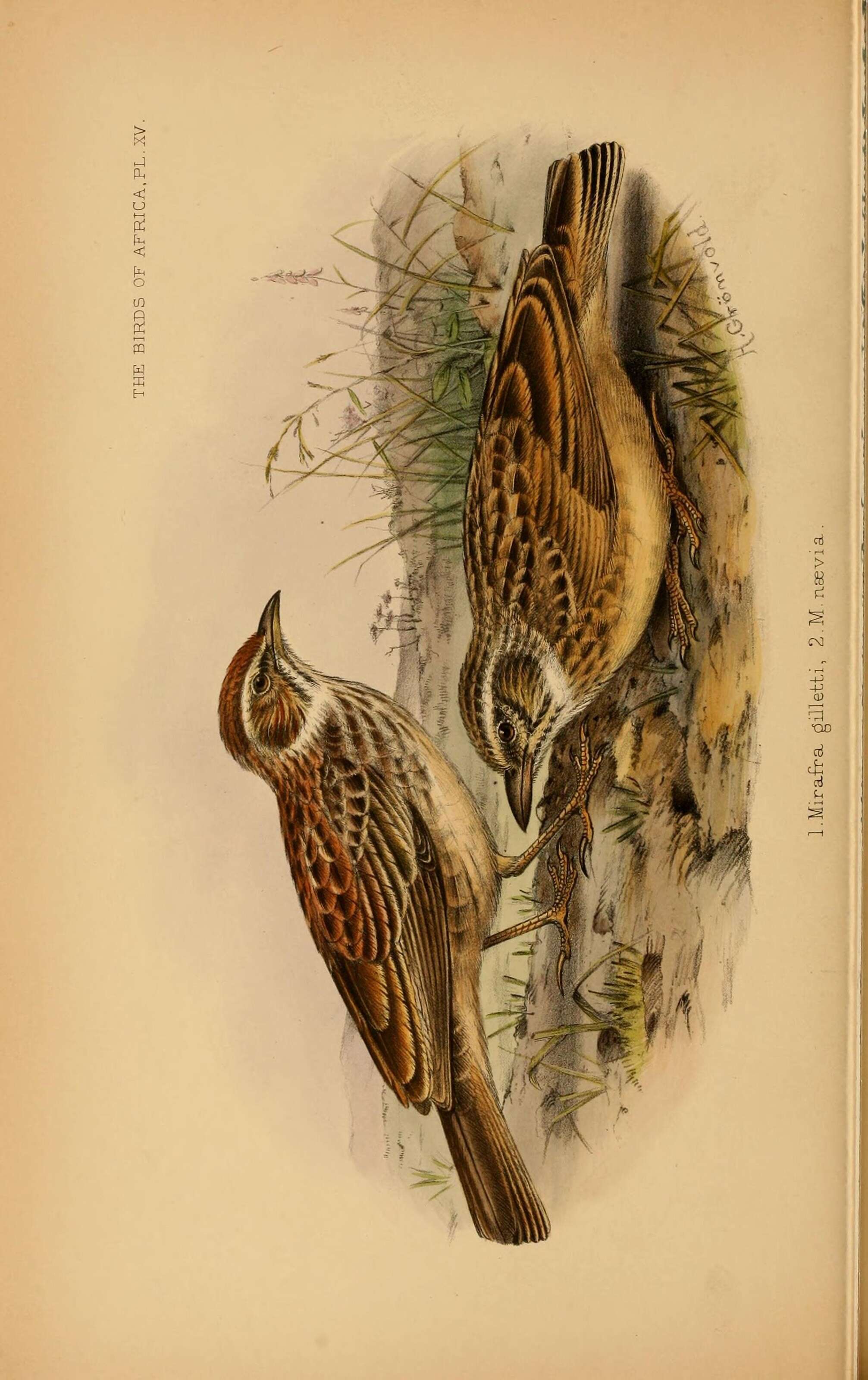 Image of Gillett's Lark