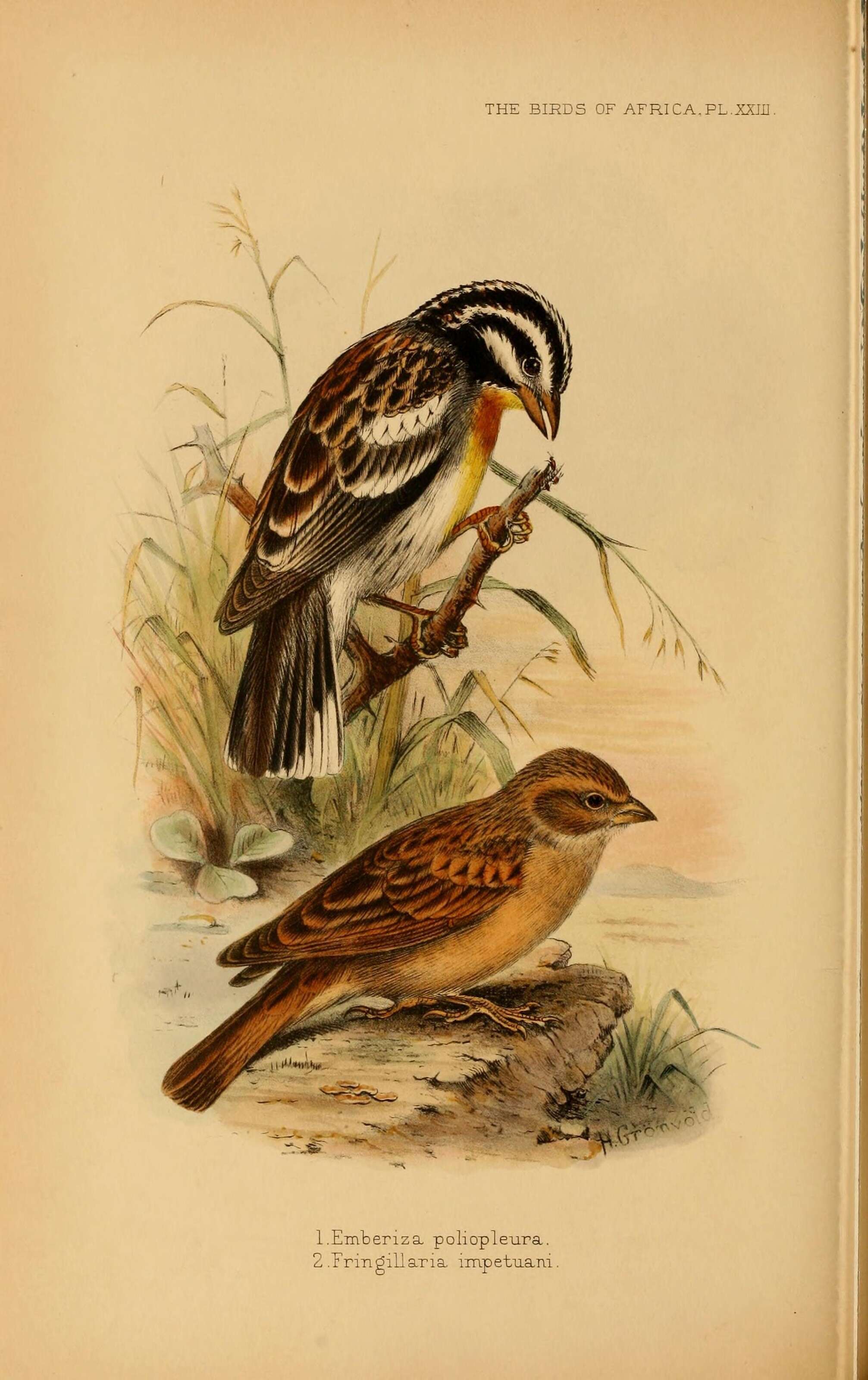 Image of Somali Bunting