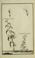Image of European birthwort