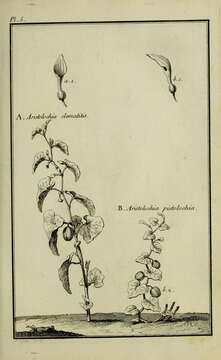 Image of European birthwort
