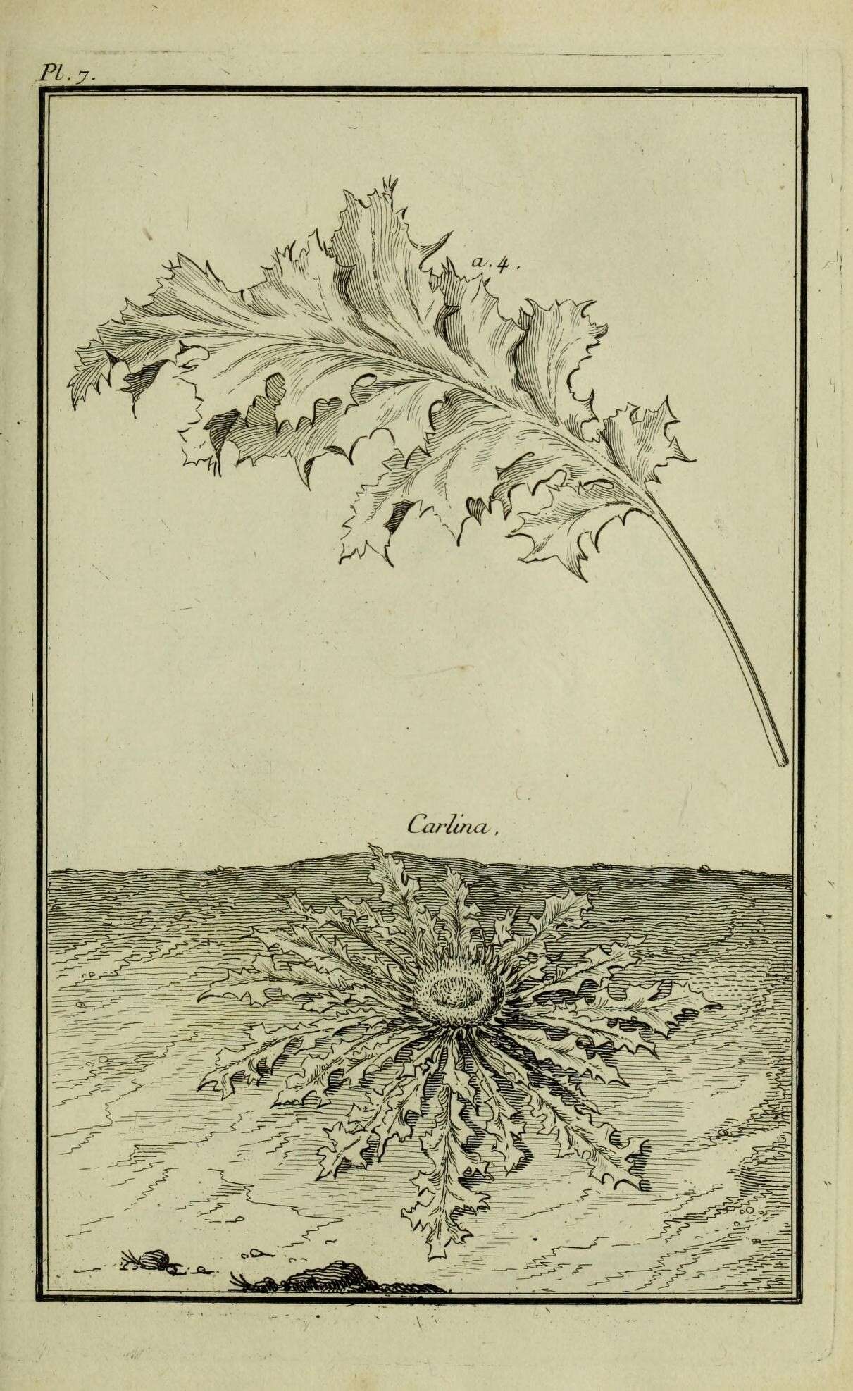 Image of carline thistle