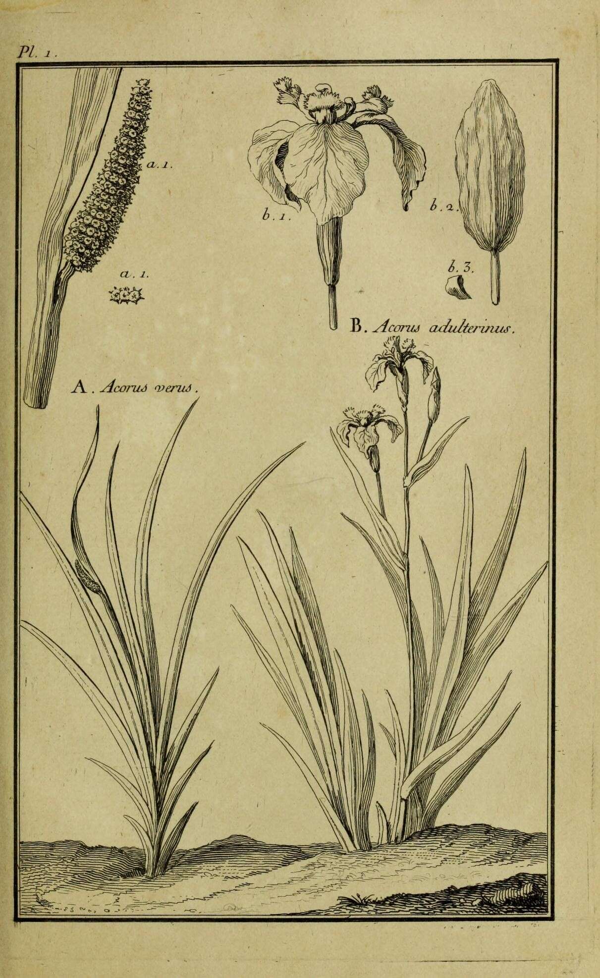 Imagem de Acoraceae