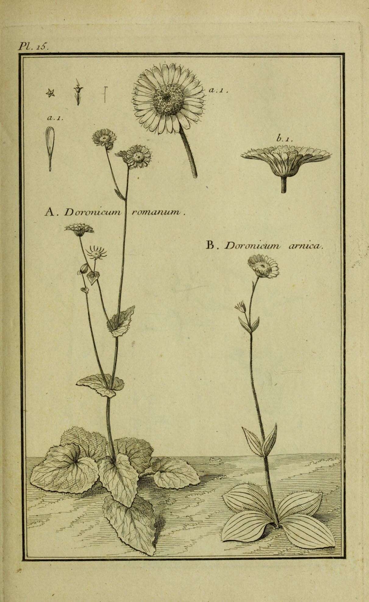 Image de Doronicum glaciale (Wulfen) Nym.