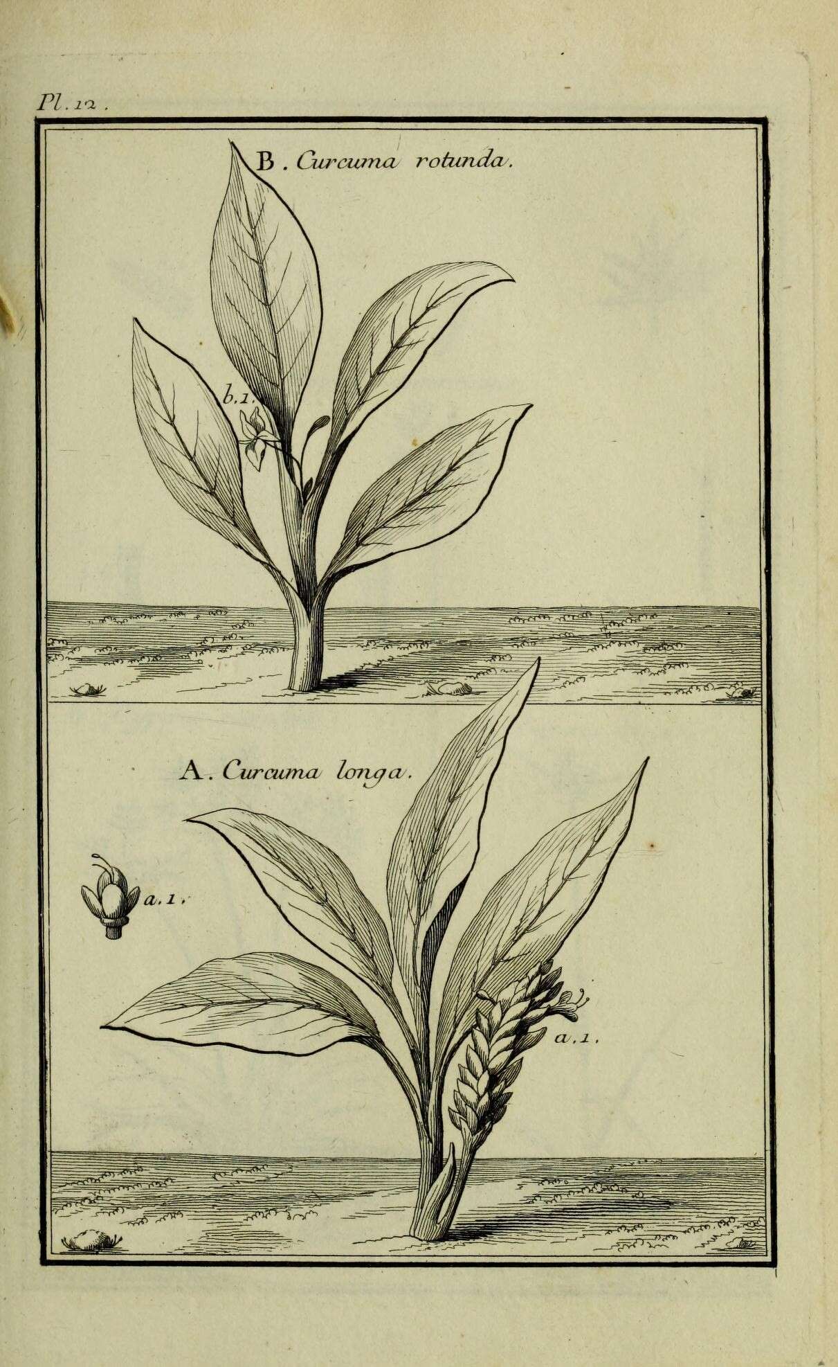 Image de Curcuma longa L.