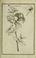 Image of Bitter Oleander