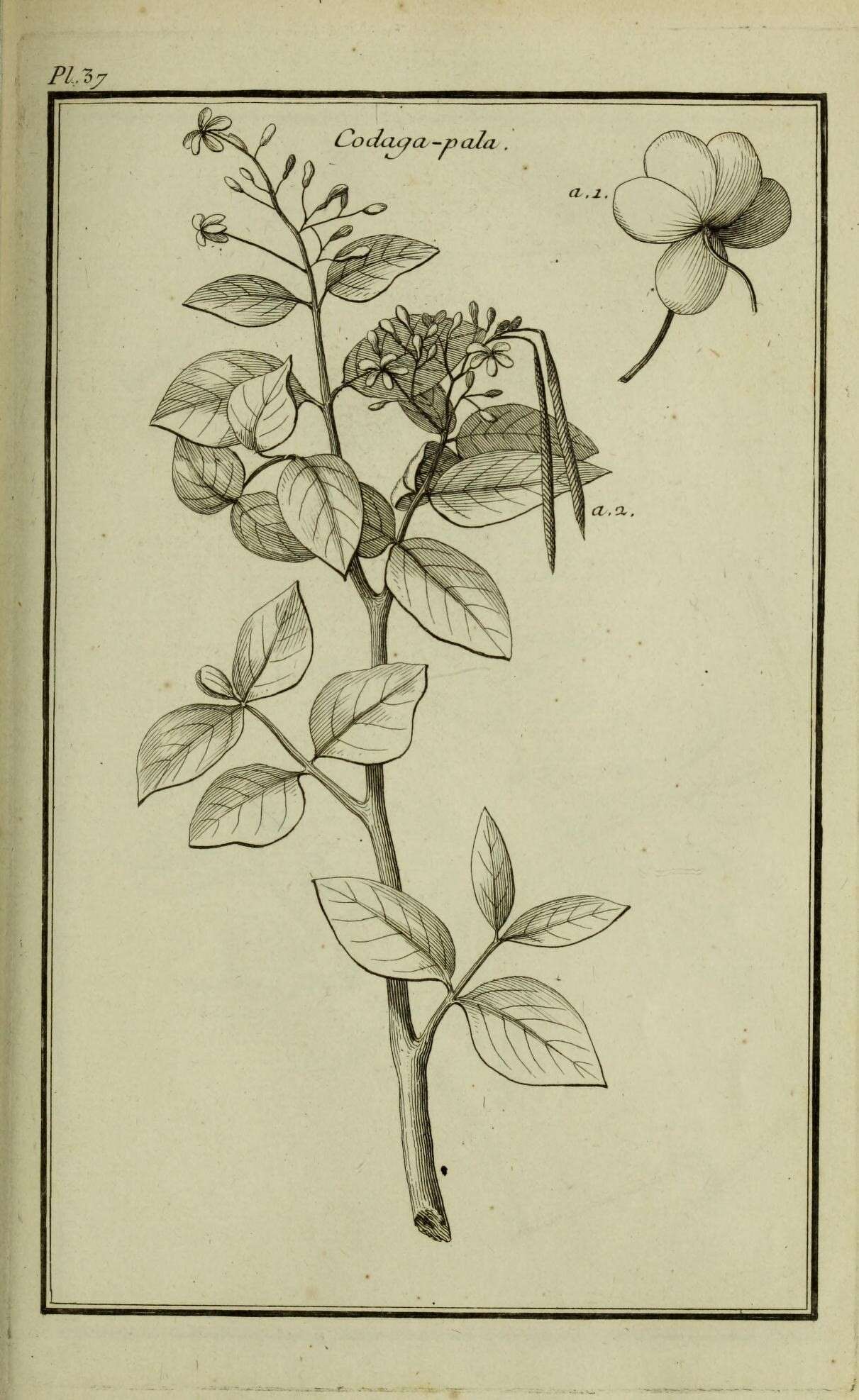 Image of Bitter Oleander