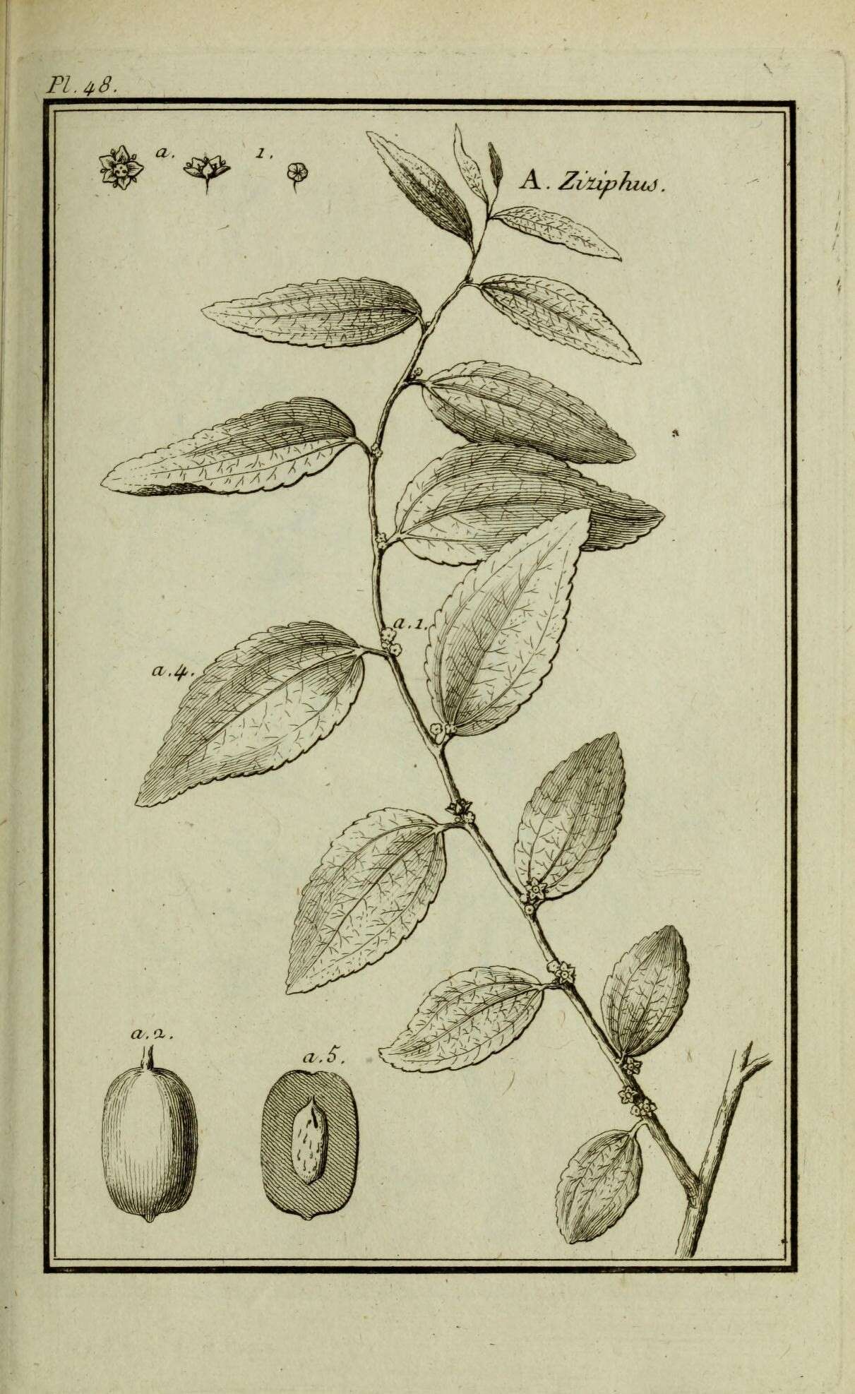 Image of jujube