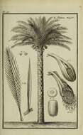 Image of date palm