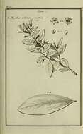 Image of Allspice