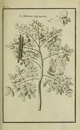 Image of horseradish tree family