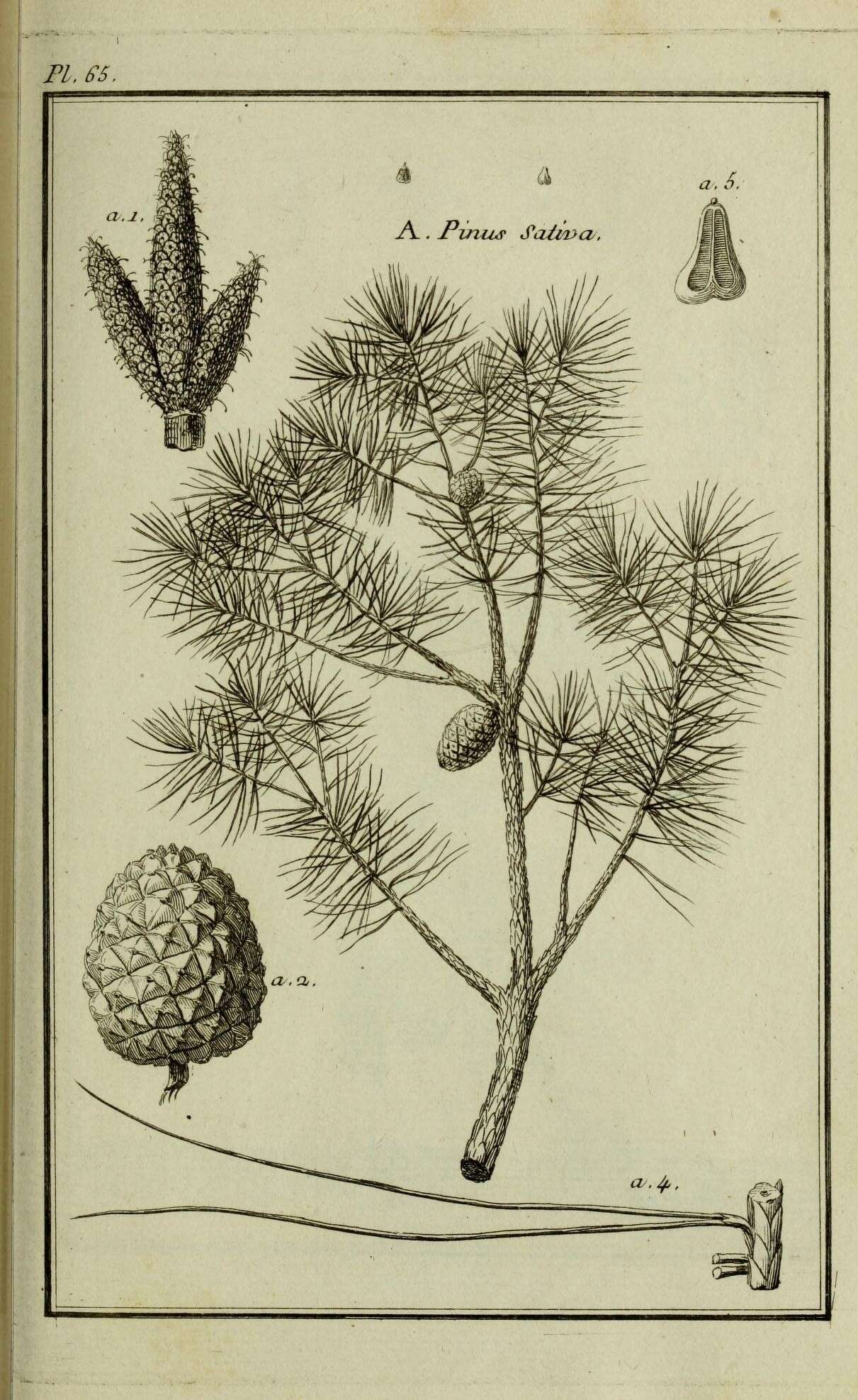 Image of Italian Stone Pine