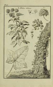 Imagem de Ampelopsis arborea (L.) Koehne