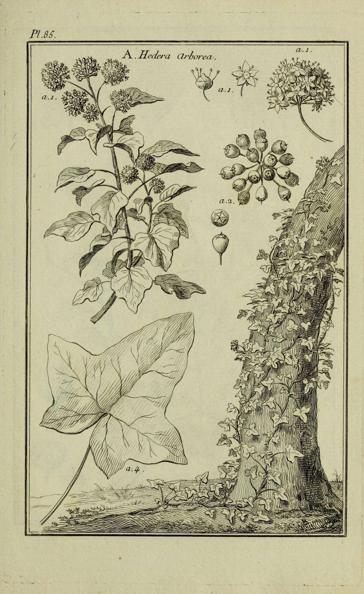 Sivun Ampelopsis arborea (L.) Koehne kuva
