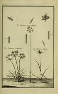 Imagem de Cyperus longus L.