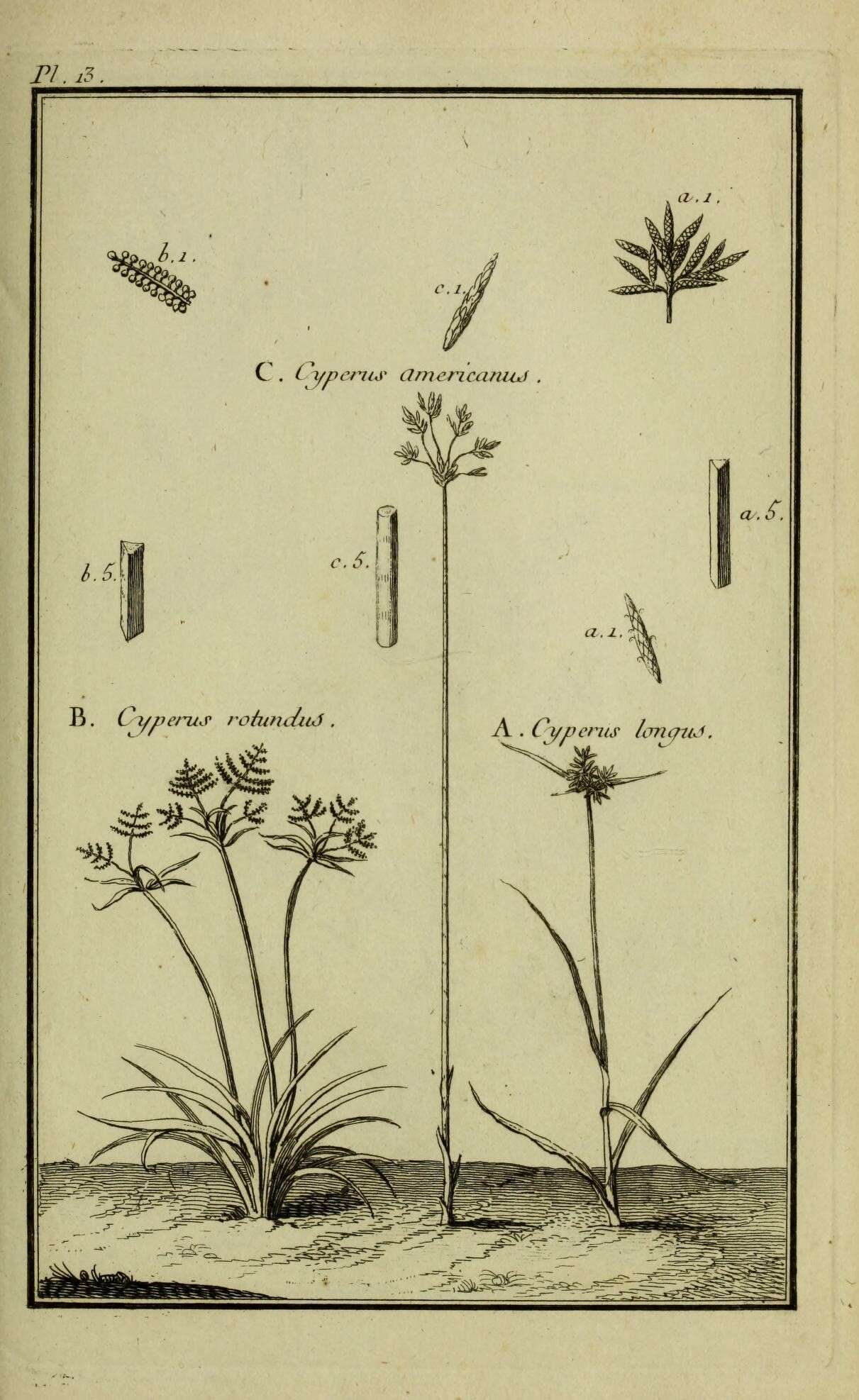 Imagem de Cyperus longus L.