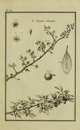 Image of Prunus ferganica Lincz.