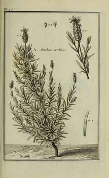 Image of French lavender