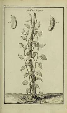 Image of Indian long pepper