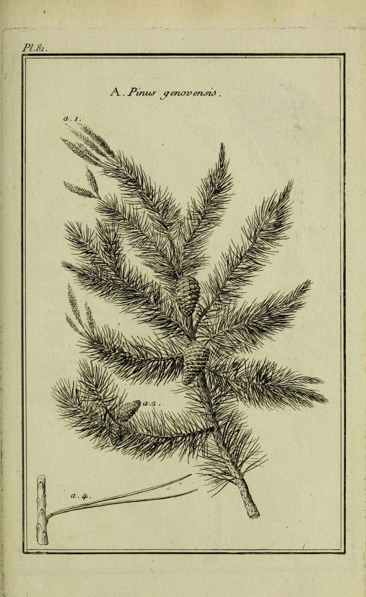 Image of Scotch Pine