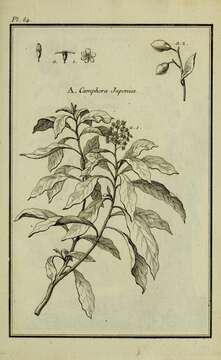 Image of Camphor laurel