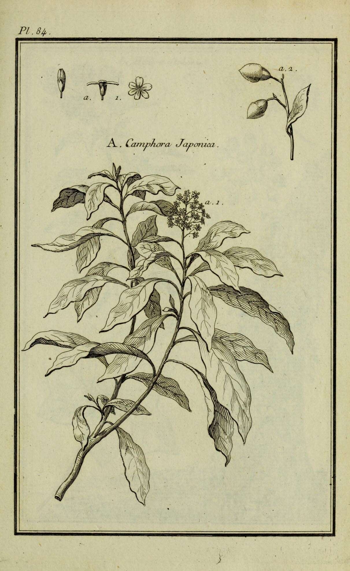 Sivun Kamferipuu kuva