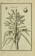 Image of Dracaena arborea (Willd.) Link