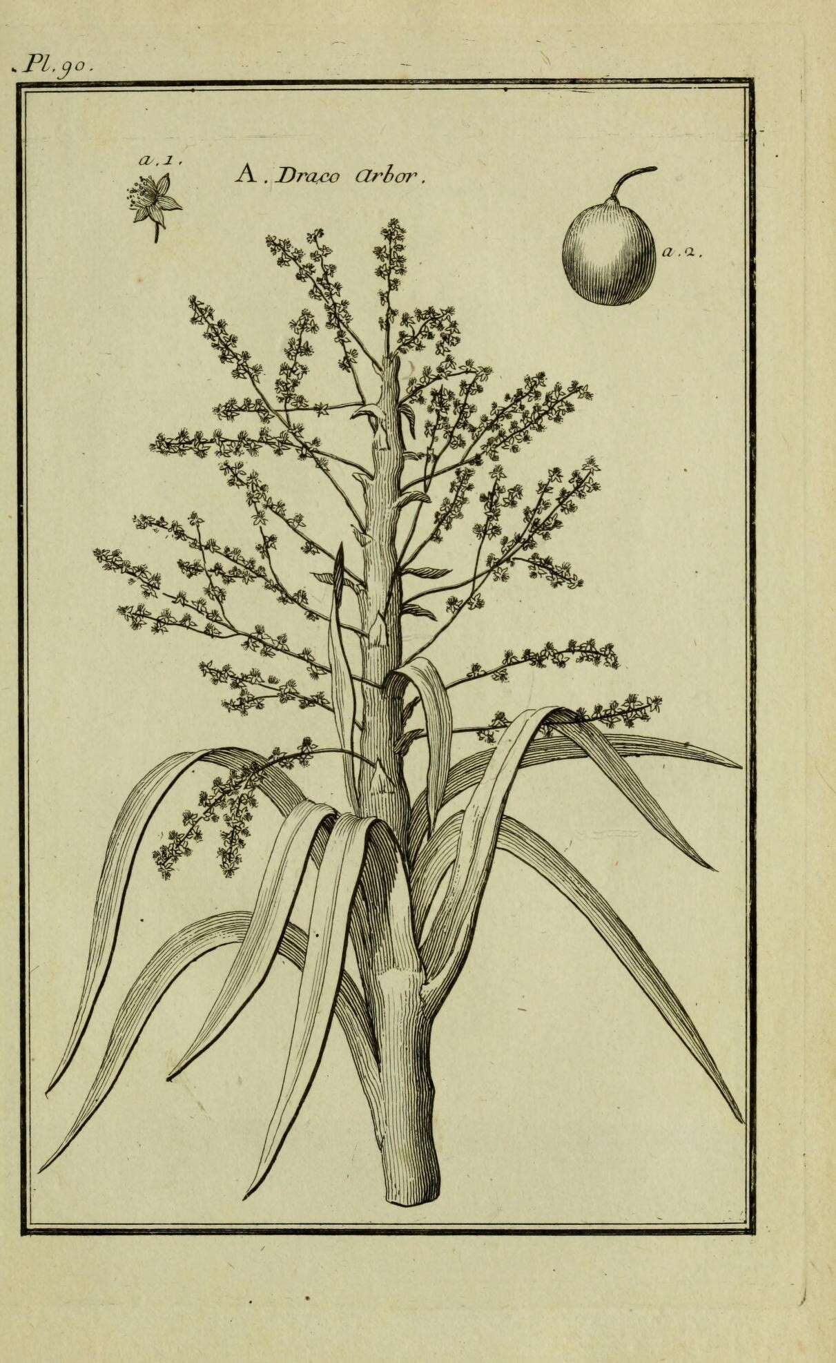 Image of Dracaena arborea (Willd.) Link