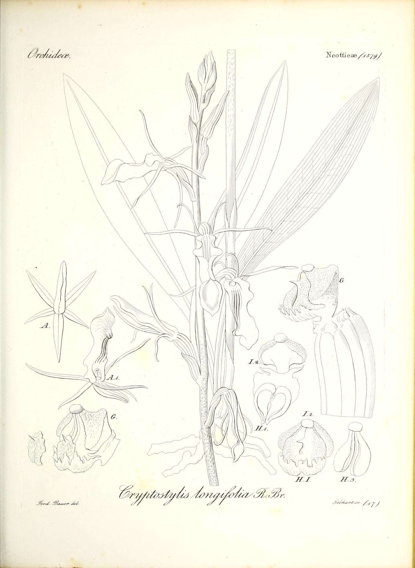 Image of Large tongue orchid