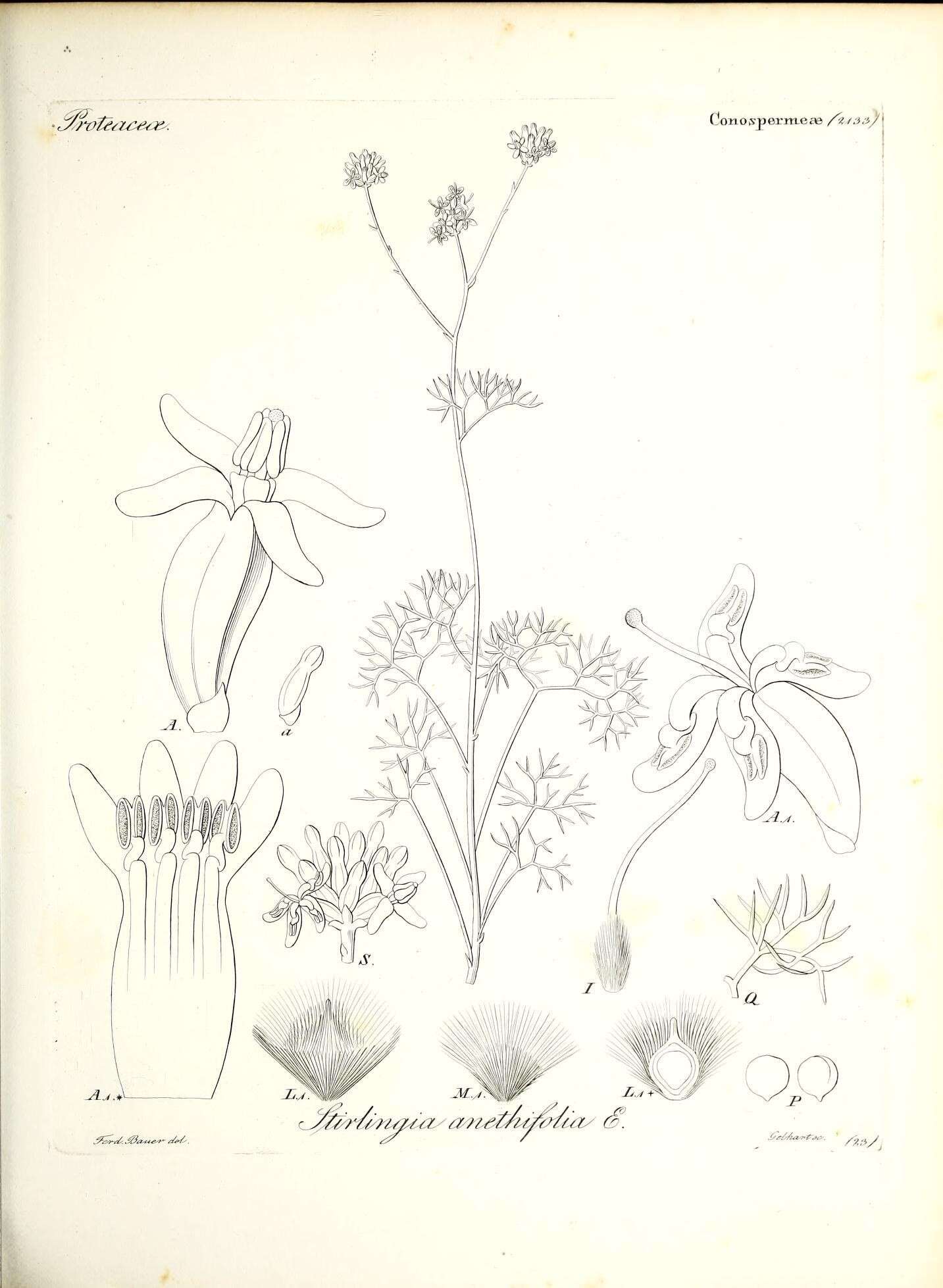 Image of Stirlingia anethifolia (R. Br.) Endl.