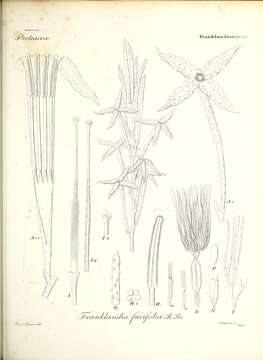 Image of Franklandia fucifolia R. Br.