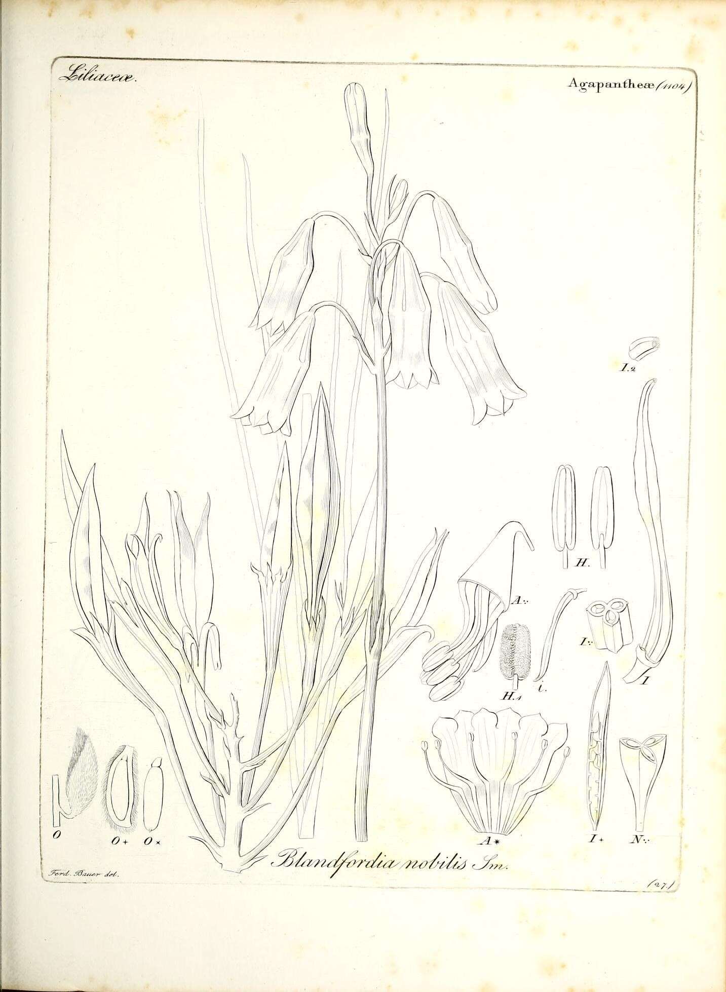 Image of Blandfordia nobilis Sm.