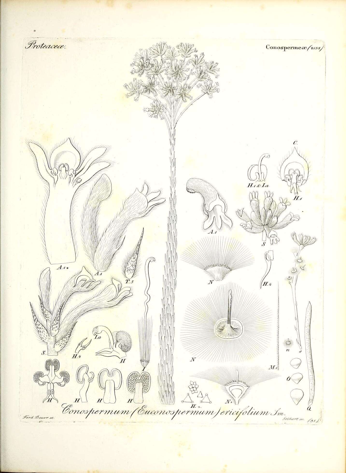 Image of Conospermum ericifolium Sm.