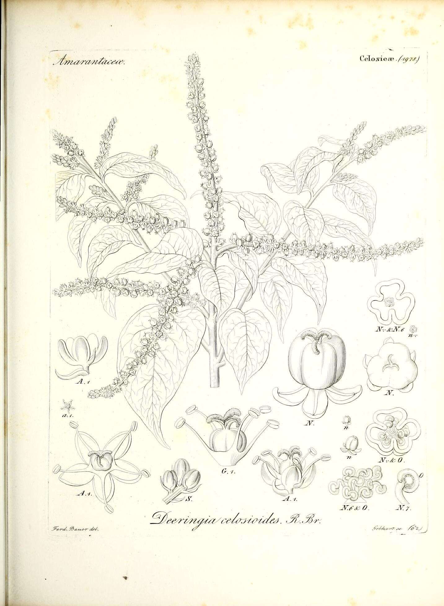 Image of Deeringia amaranthoides (Lam.) Merr.
