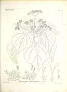 Image of Gyrocarpus americanus subsp. sphenopterus (R. Br.) Kubitzki