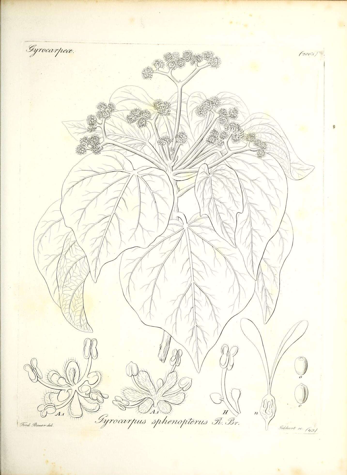 Image of Gyrocarpus americanus subsp. sphenopterus (R. Br.) Kubitzki