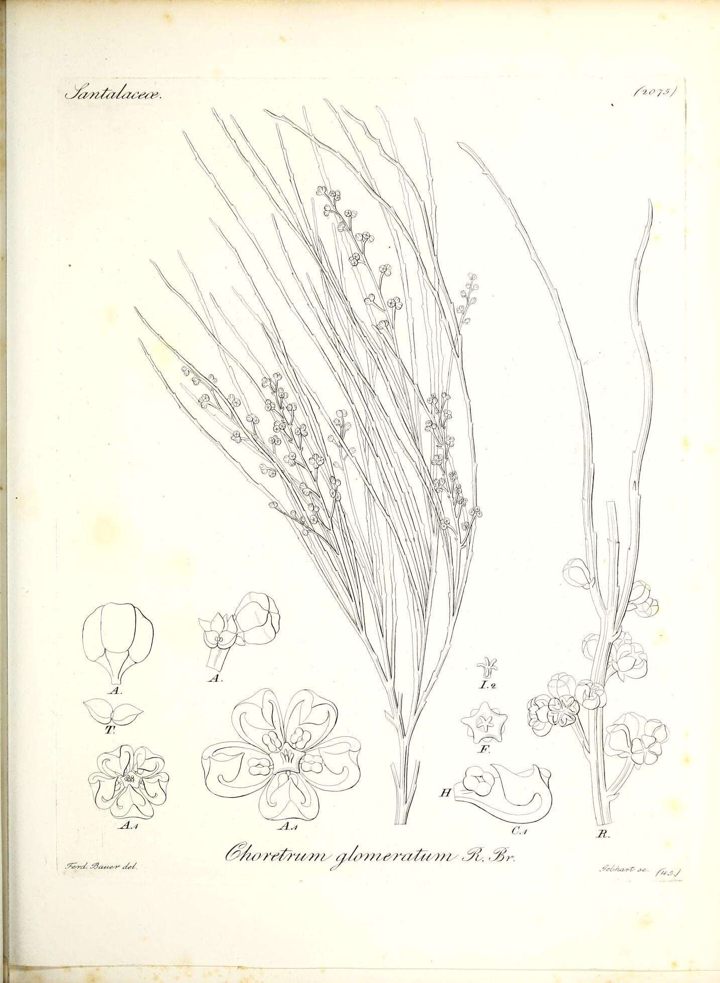 Image of Choretrum glomeratum R. Br.