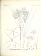 Image of Conospermum teretifolium R. Br.