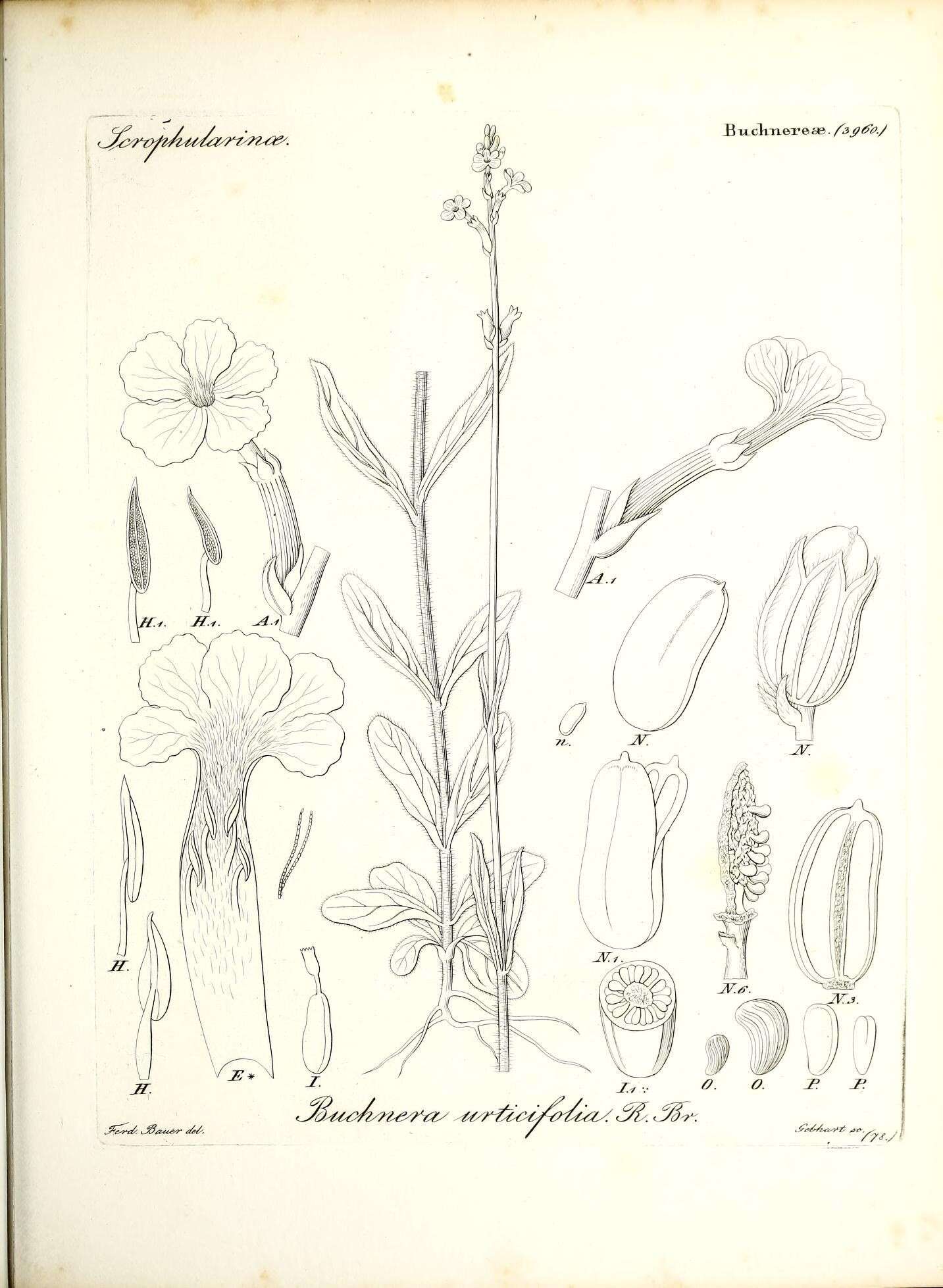 Image of Buchnera urticifolia R. Br.