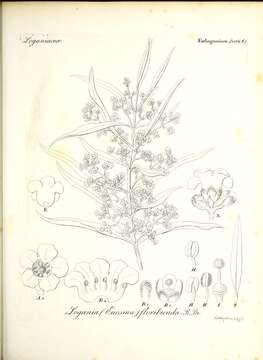 Image of Logania albiflora (Andrews & Jacks.) Druce