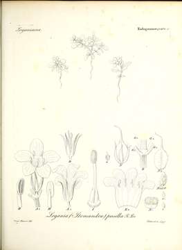 Image of Orianthera pusilla (R. Br.) C. S. P. Foster & B. J. Conn