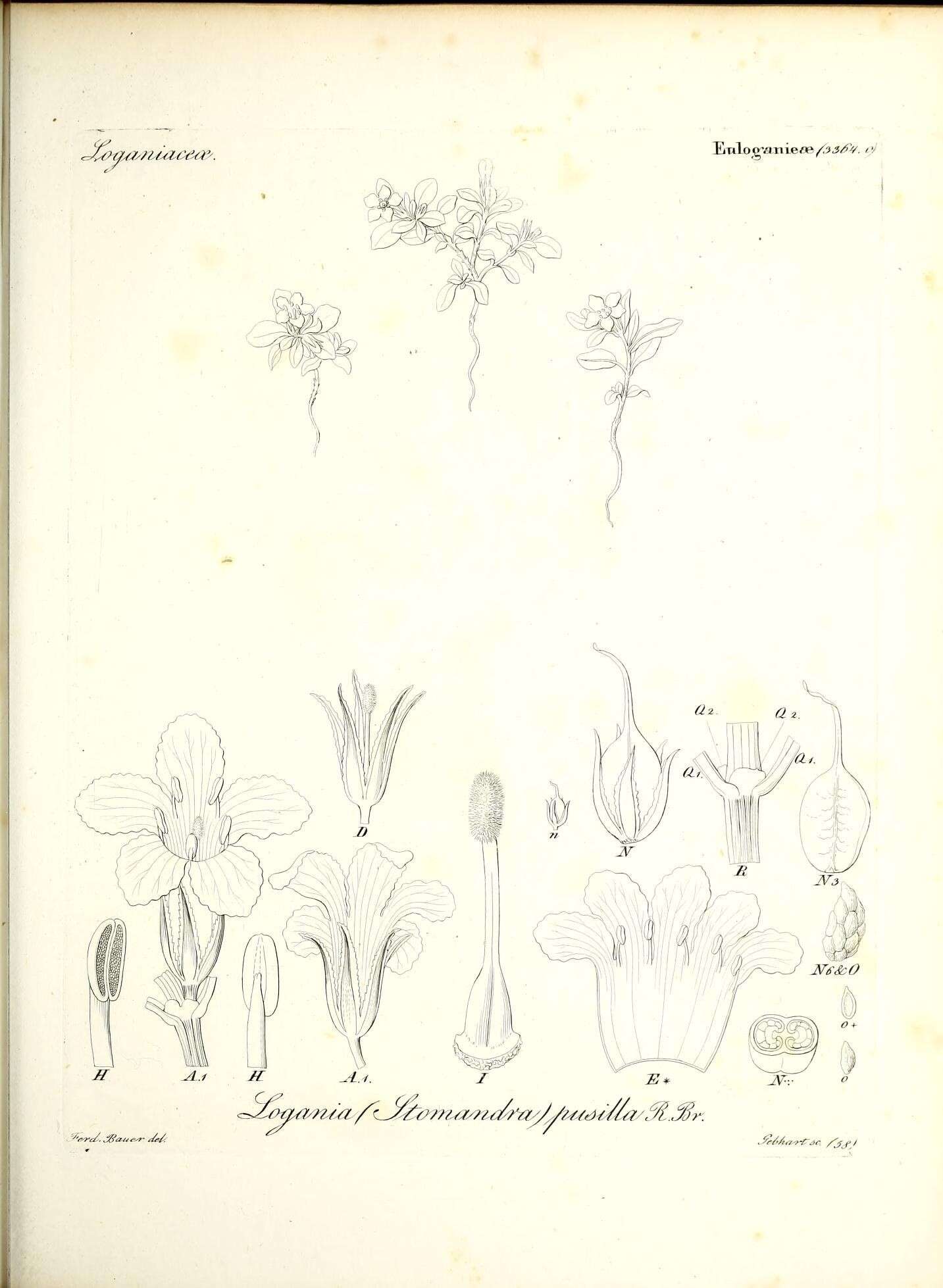 Image of Orianthera pusilla (R. Br.) C. S. P. Foster & B. J. Conn