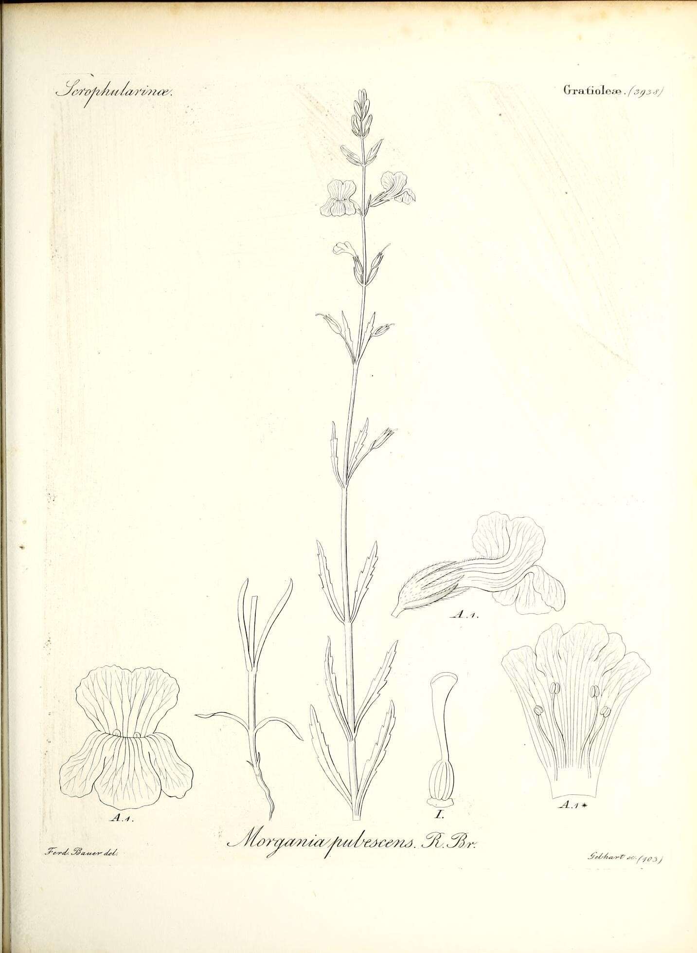 Image of Stemodia pubescens (R. Br.) W. R. Barker