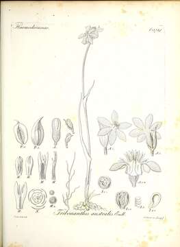 Image of Tribonanthes australis Endl.