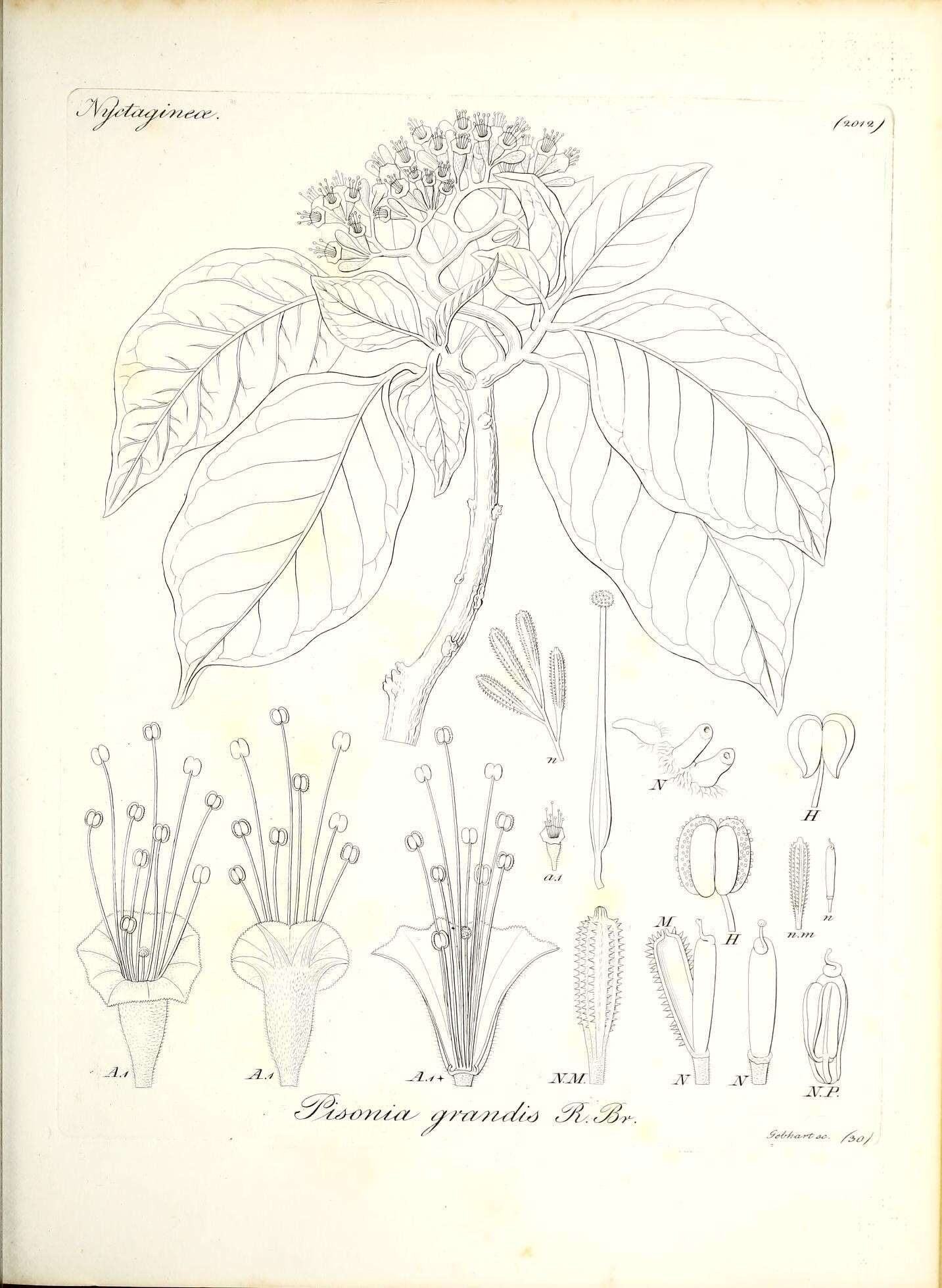 Sivun Pisonia grandis R. Br. kuva