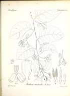 Image of Adenia heterophylla subsp. australis (R. Br. ex DC.) de Wilde